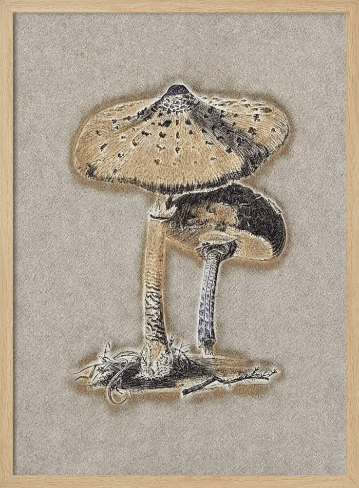 Hand Drawn Parasol Mushroom Brown | Poster
