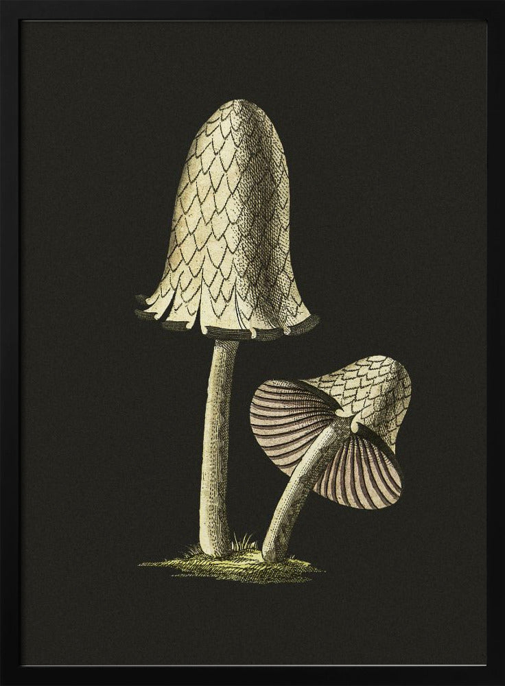 Vintage Inky Cap Essbarer Pilz Schwarzer Hintergrund | Poster
