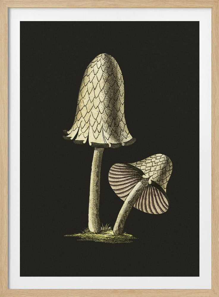 Vintage Inky Cap Essbarer Pilz Schwarzer Hintergrund | Poster