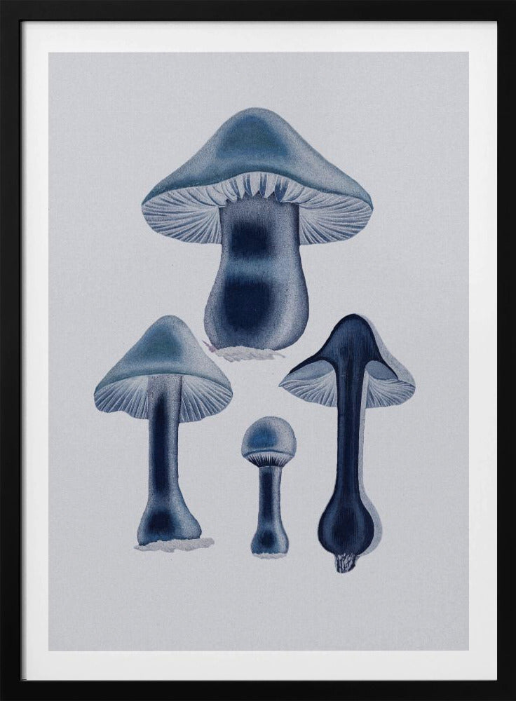 Agaricus Bulbosus - Blau | Poster