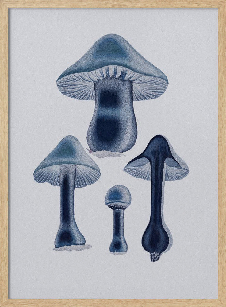 Agaricus Bulbosus - Blau | Poster