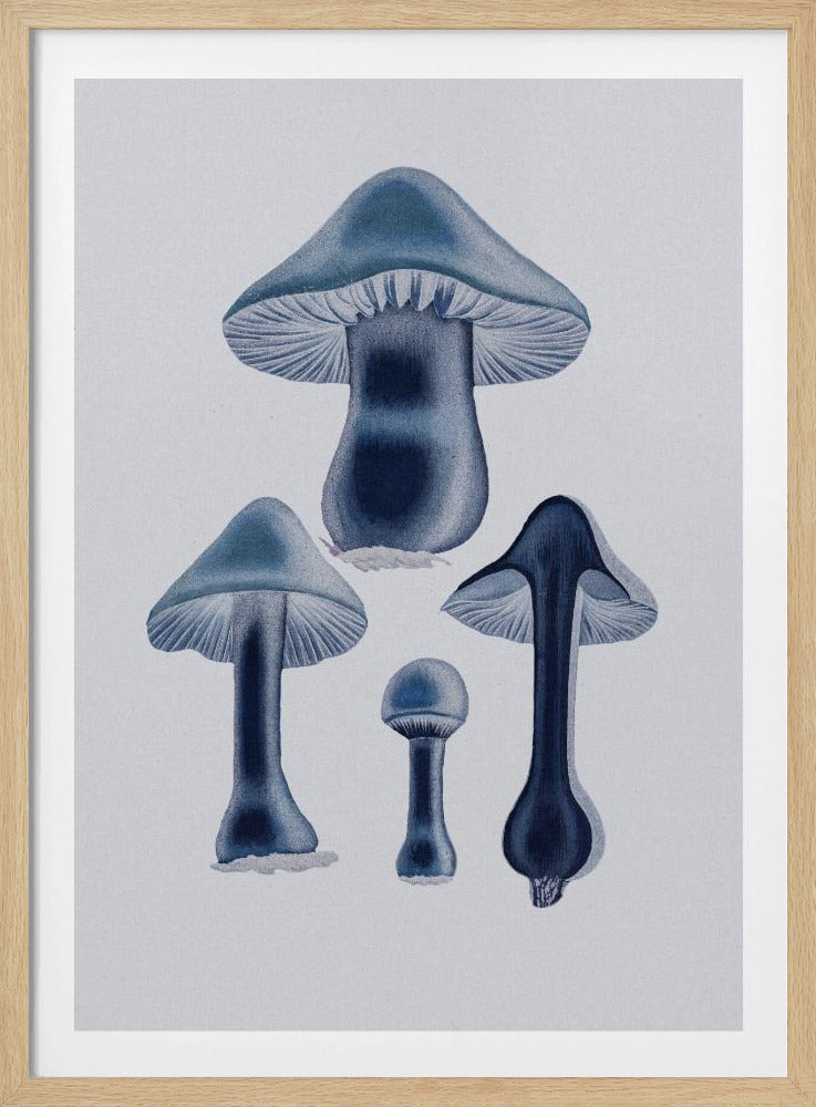 Agaricus Bulbosus - Blau | Poster