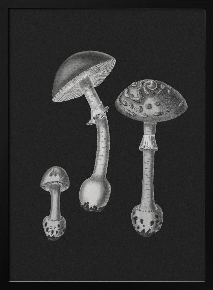 Amanita Muscaria Schwarzer Hintergrund BW | Poster