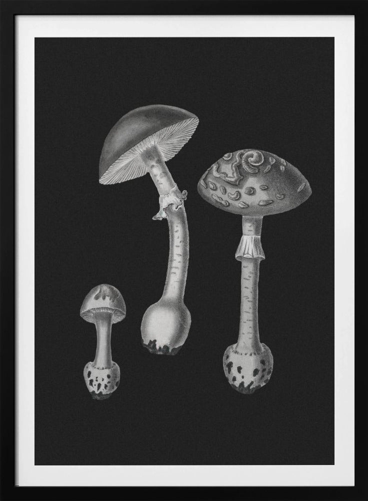 Amanita Muscaria Schwarzer Hintergrund BW | Poster