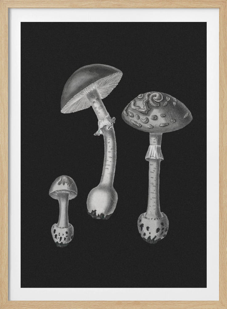 Amanita Muscaria Schwarzer Hintergrund BW | Poster