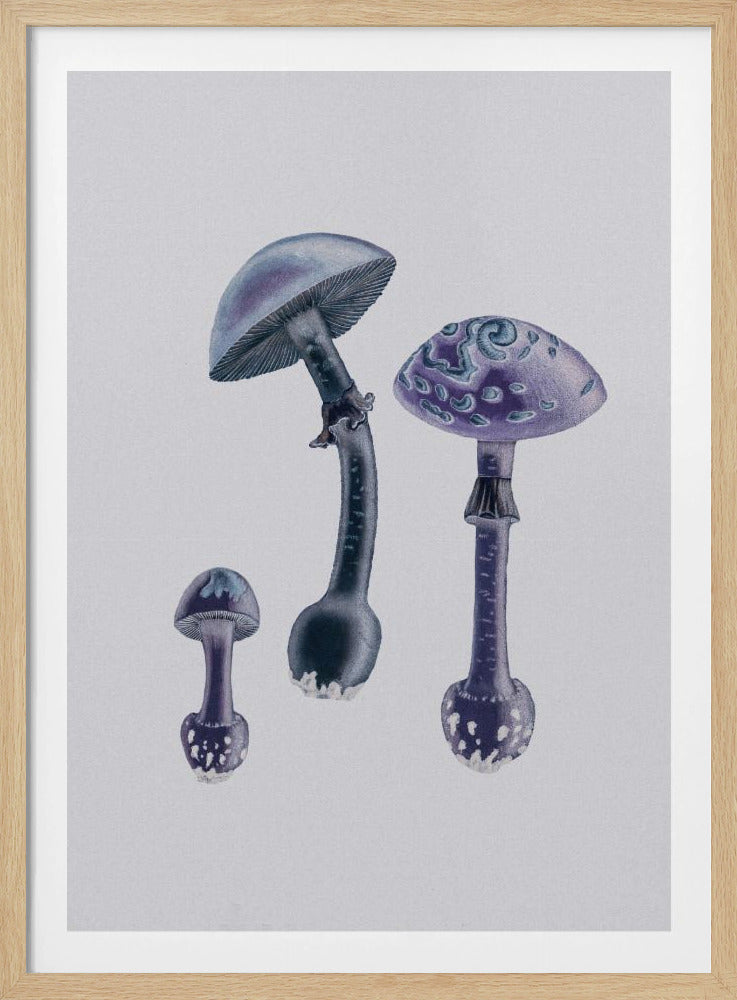 Amanita Muscaria Weißer Hintergrund Lila | Poster