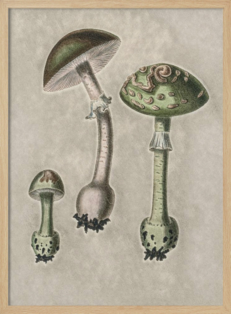 Amanita Muscaria Remix Grün | Poster