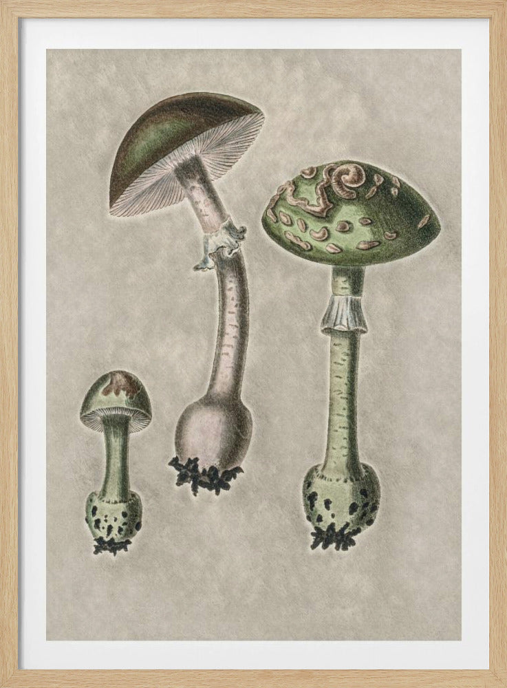 Amanita Muscaria Remix Grün | Poster
