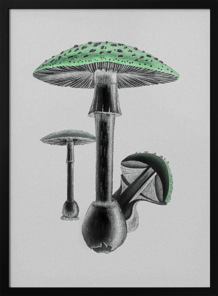 Amanita Muscaria Weißer Hintergrund Grün | Poster