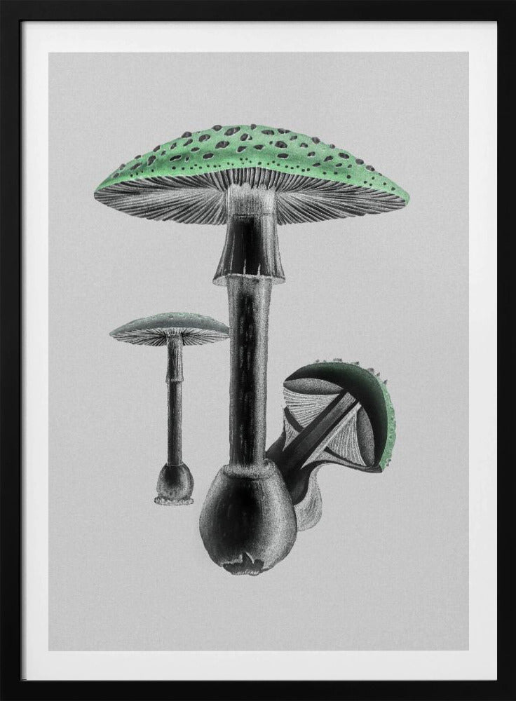 Amanita Muscaria Weißer Hintergrund Grün | Poster