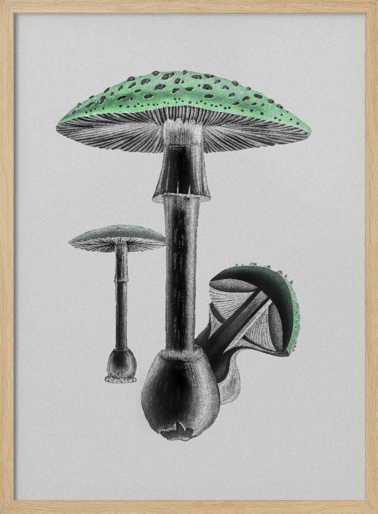 Amanita Muscaria Weißer Hintergrund Grün | Poster