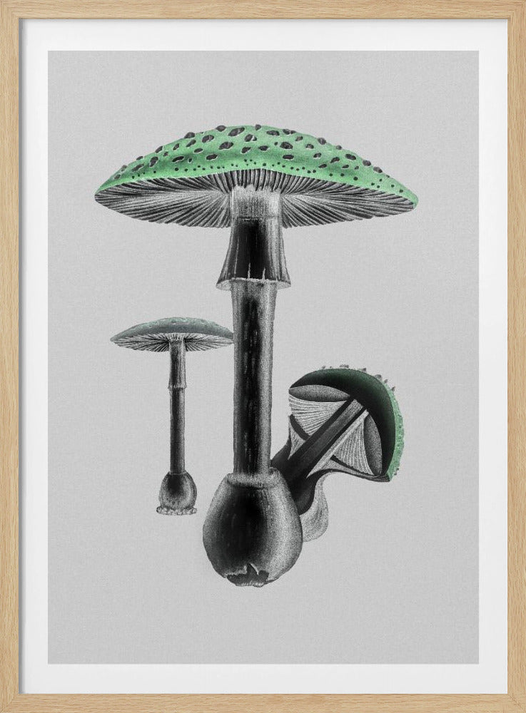 Amanita Muscaria Weißer Hintergrund Grün | Poster