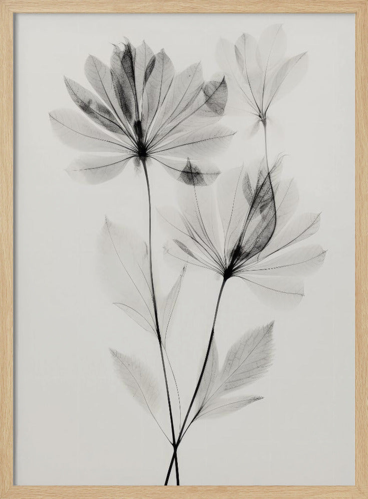 Ethereal Blossoms | Poster