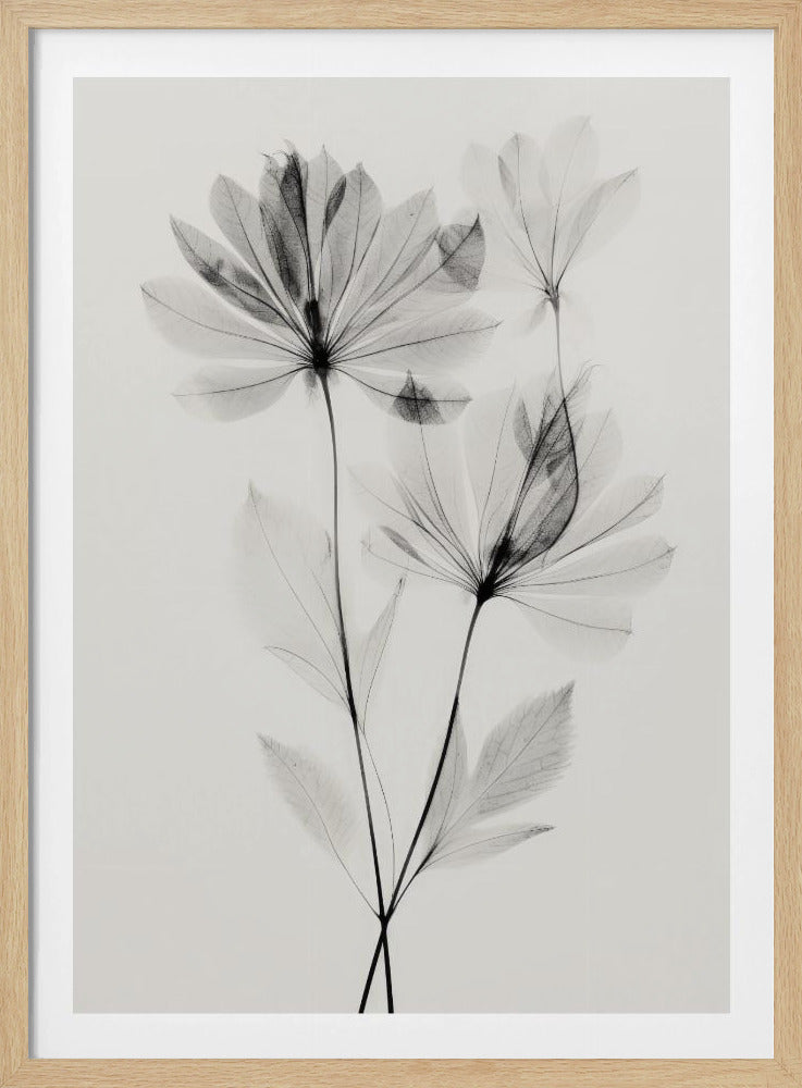 Ethereal Blossoms | Poster