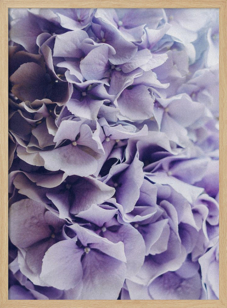 Leuchtend lila Hortensienblüten | Poster