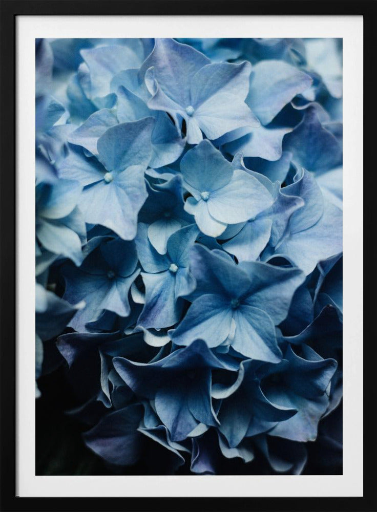 Leuchtend blaue Hortensien | Poster