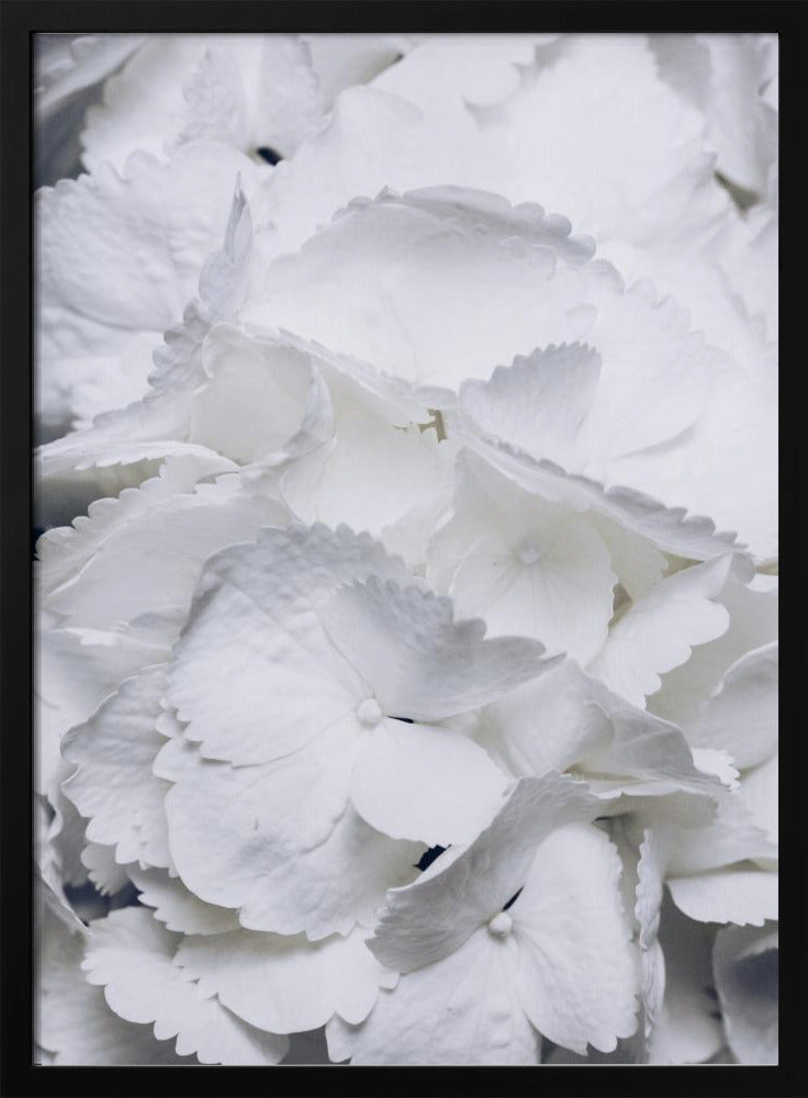 Zarte weiße Hortensienblüten | Poster