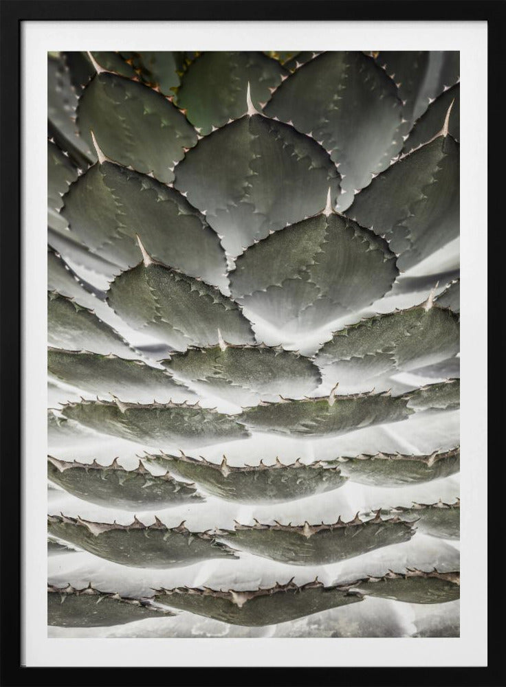 Spiral-Sukkulente | Poster