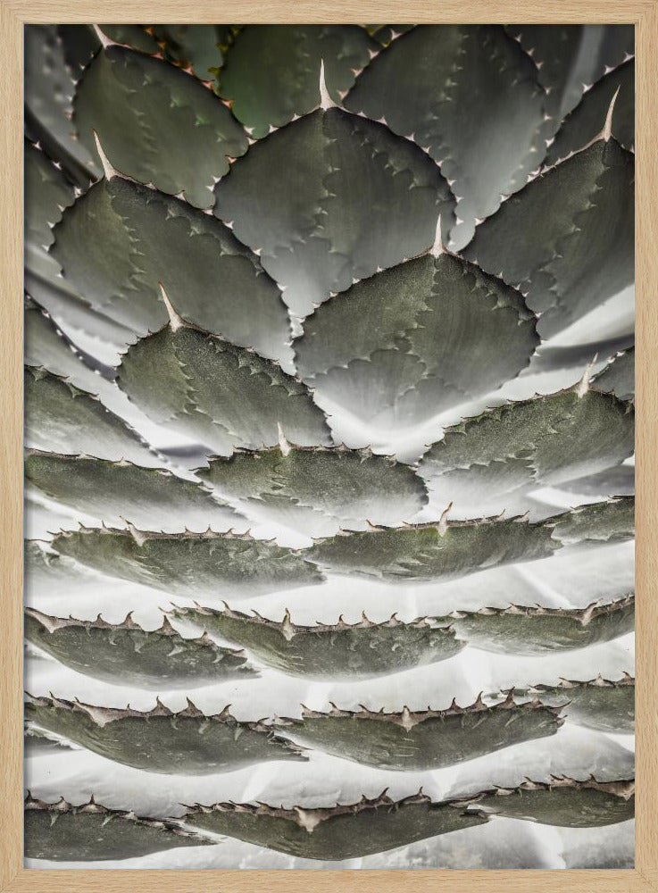 Spiral-Sukkulente | Poster