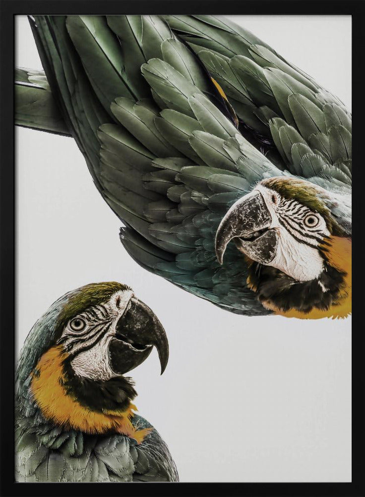 Lebendiges Papageien-Duo | Poster