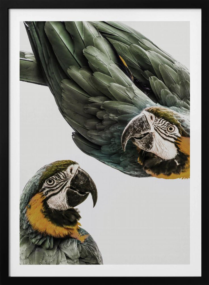 Lebendiges Papageien-Duo | Poster