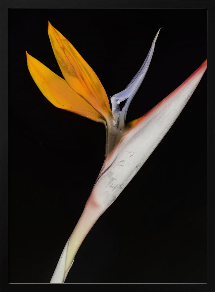 Paradiesvogel | Poster