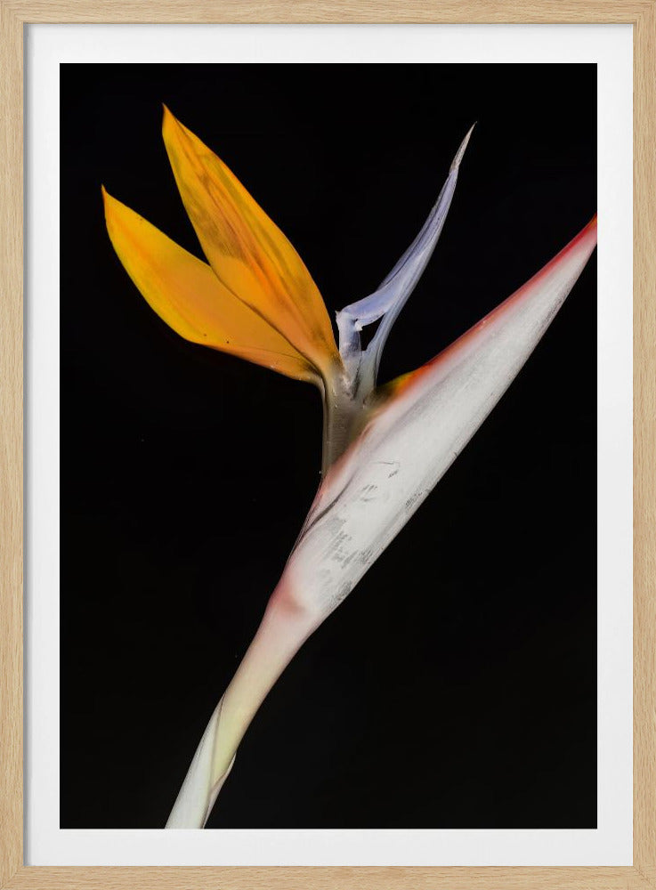 Paradiesvogel | Poster