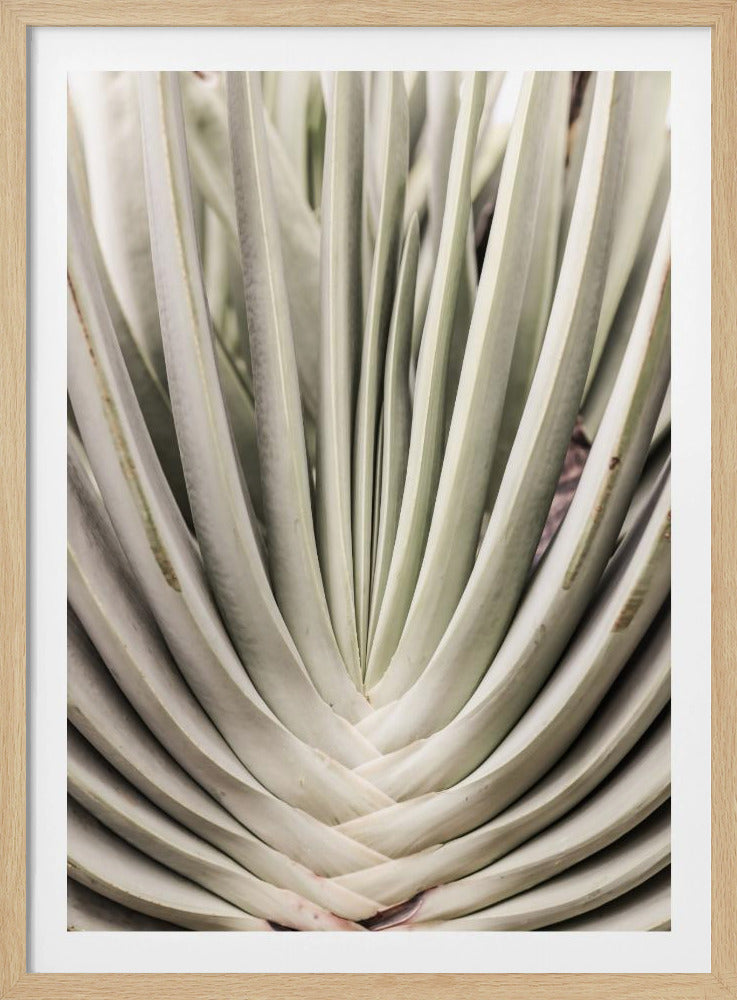 Wüstenfächertanz | Poster