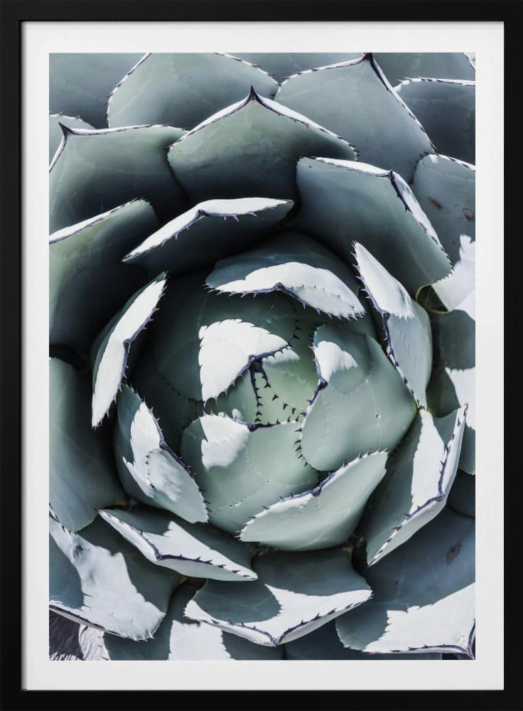 Agavenspiraltanz | Poster