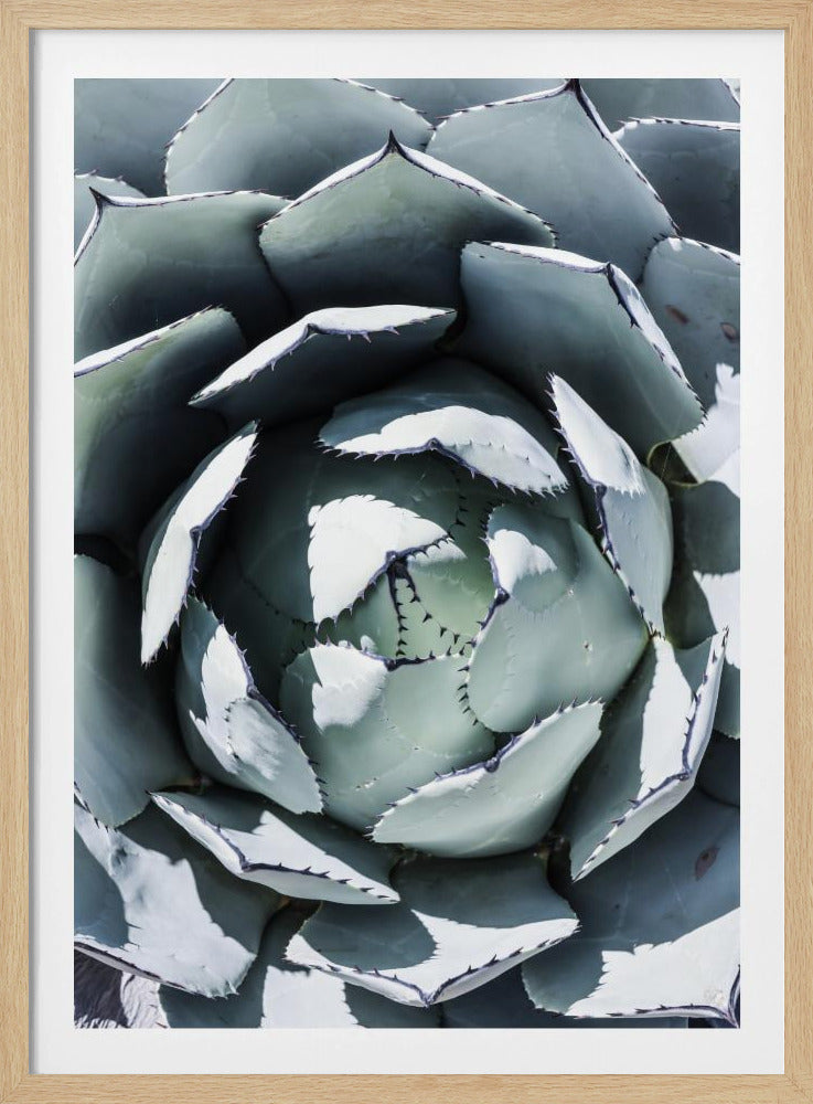 Agavenspiraltanz | Poster