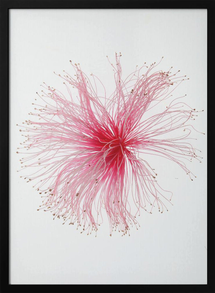 Blumenfeuerwerk | Poster