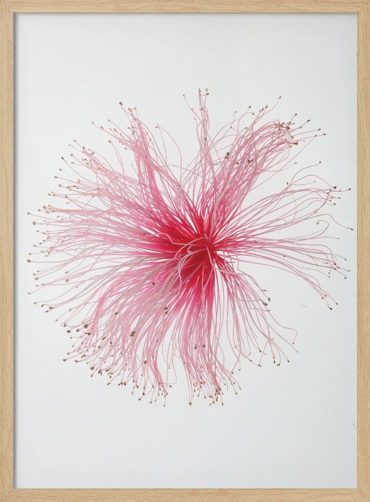 Blumenfeuerwerk | Poster