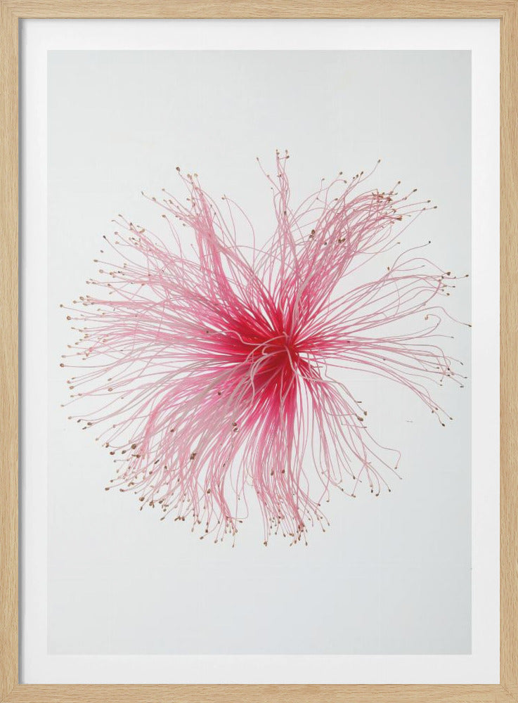 Blumenfeuerwerk | Poster