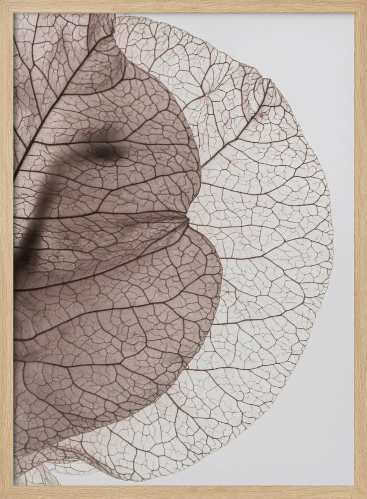 Adern der Natur | Poster