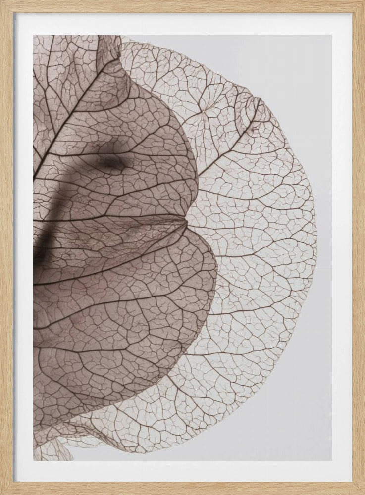 Adern der Natur | Poster