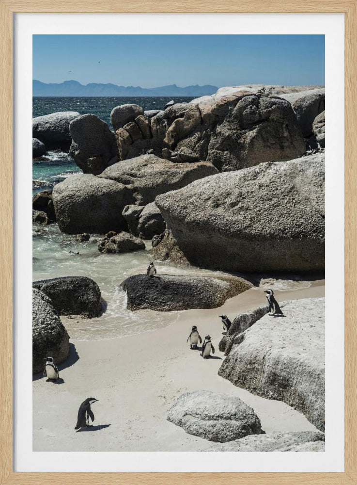 Pinguin-Bucht-Gelassenheit | Poster