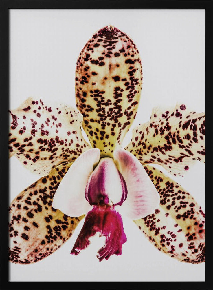 Gefleckte Orchideenexplosion | Poster