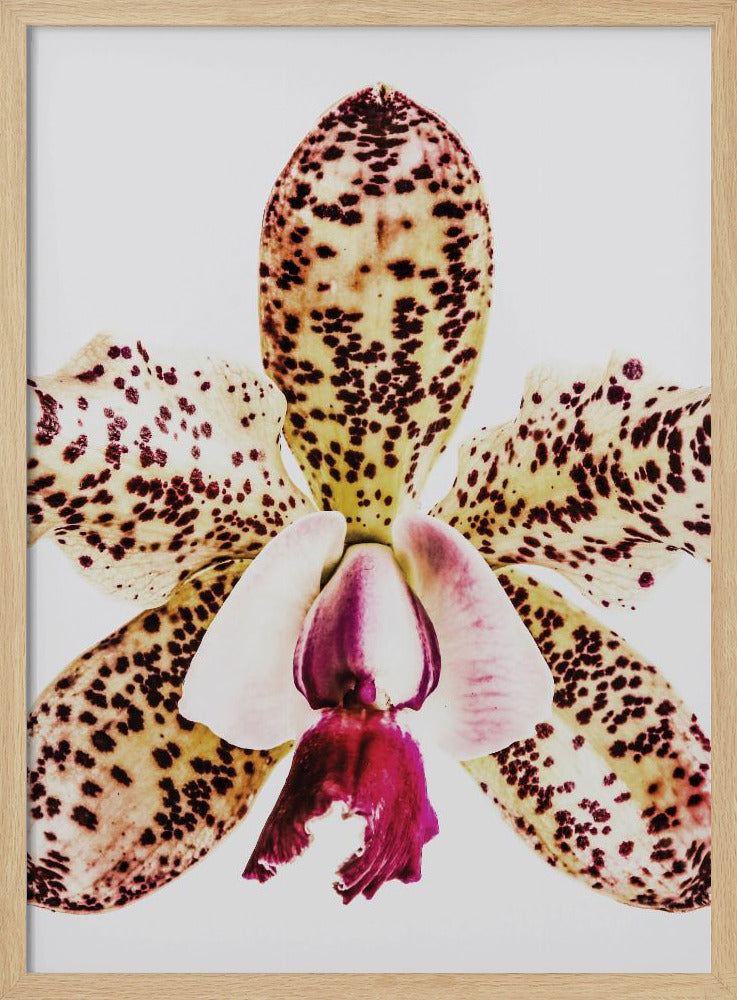 Gefleckte Orchideenexplosion | Poster