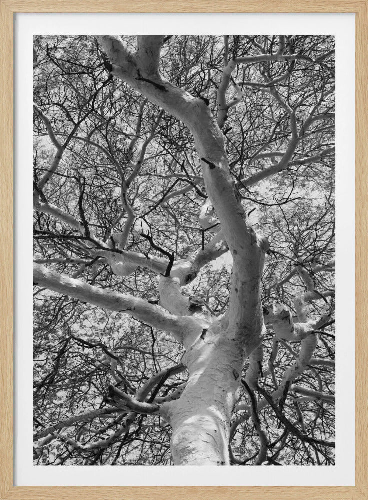 Silhouette Baldachin | Poster
