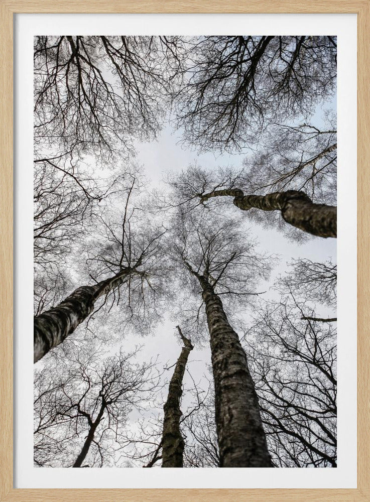 Winterumarmung | Poster