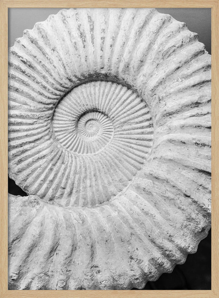 Uralte Spiralträume | Poster