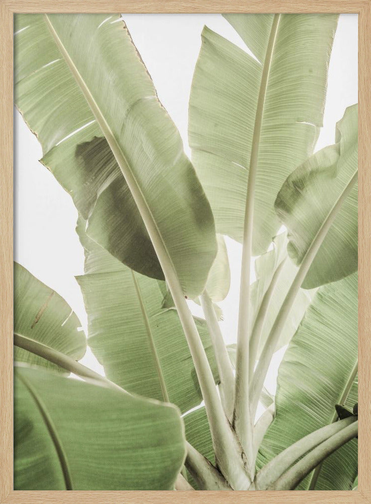 Grüne Blattlandschaft | Poster