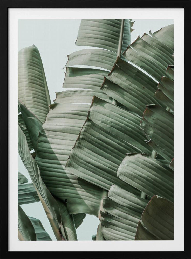 Bananenblatt-Harmonie | Poster
