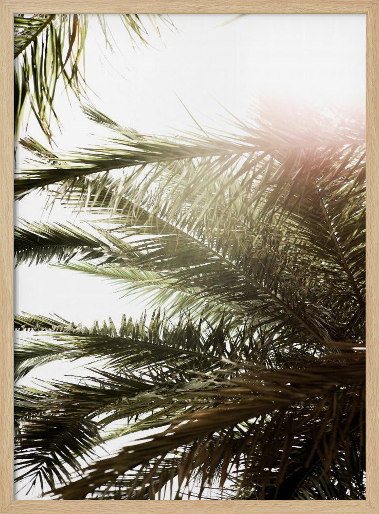 Sonnenbeschienener Palmentraum | Poster