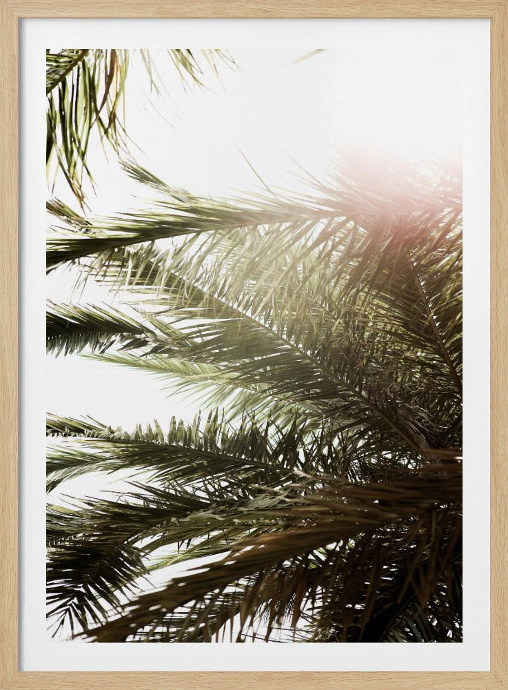 Sonnenbeschienener Palmentraum | Poster