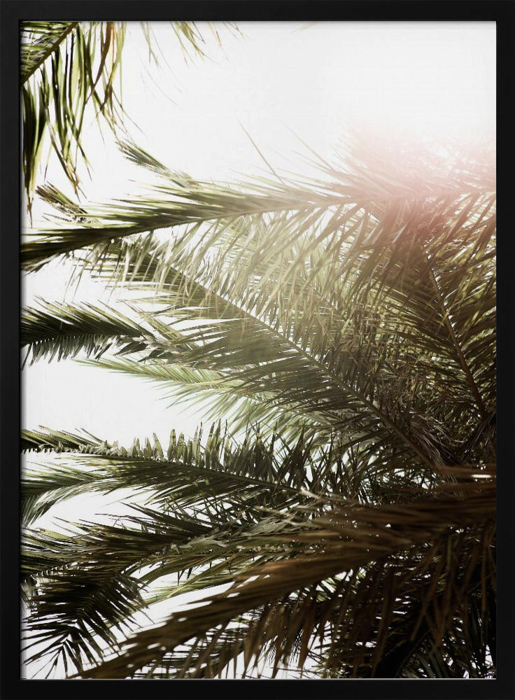 Sonnenbeschienenes Palmenglühen | Poster