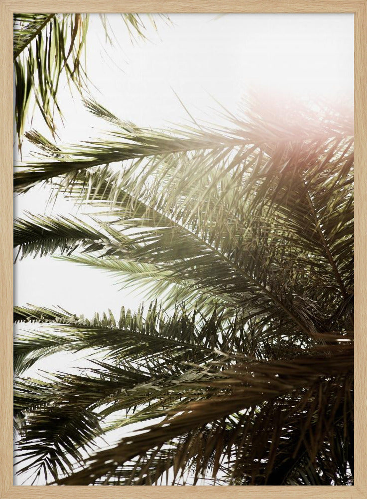 Sonnenbeschienenes Palmenglühen | Poster