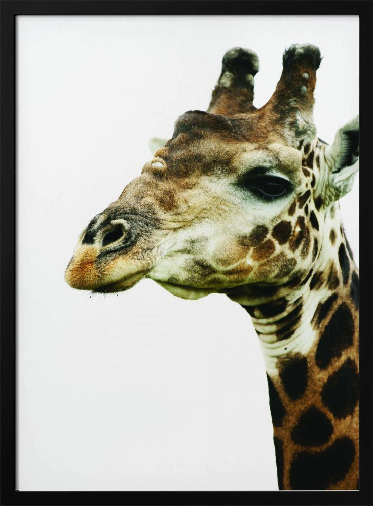 Giraffen-Gemälde | Poster