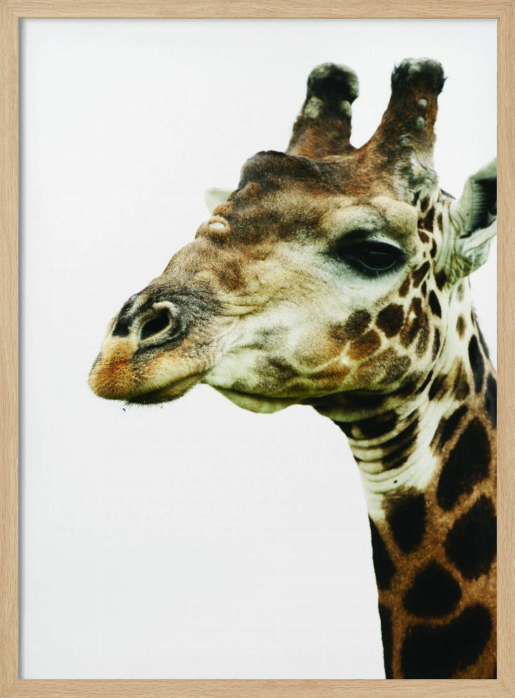 Giraffen-Gemälde | Poster