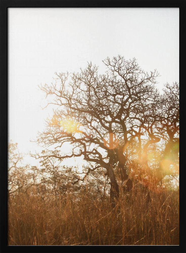 Sonnenbeschienene Silhouette | Poster